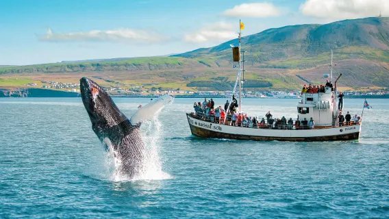 레이캬비크 고래 관찰 투어 2-3시간 (스피드보트/클래식 대형 선박)