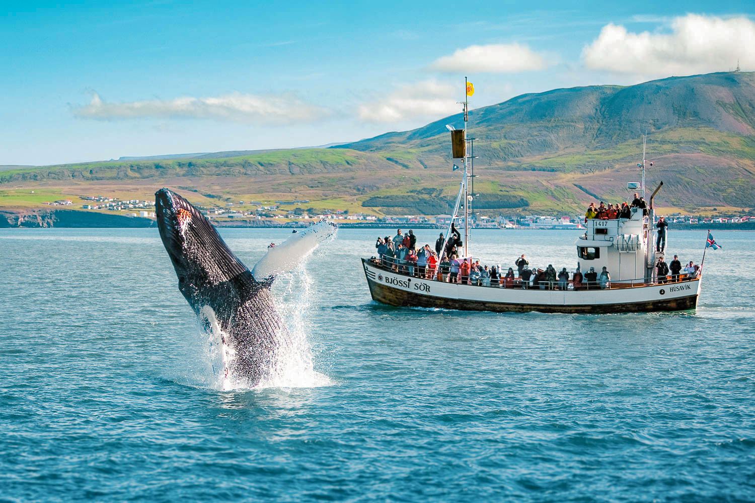 Whale Watching Reykjavík 2–3h (Speedboating/Classic Boat)
