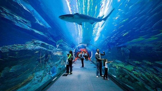 Visita al Burj Khalifa di Dubai, Acquario e crociera con cena in dhow nella Marina con trasferimenti privati