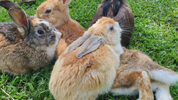 Sabah Mount Kinabalu Farm Shared Day Tour (Cow Farm, Rabbit Farm & Fish Spa)