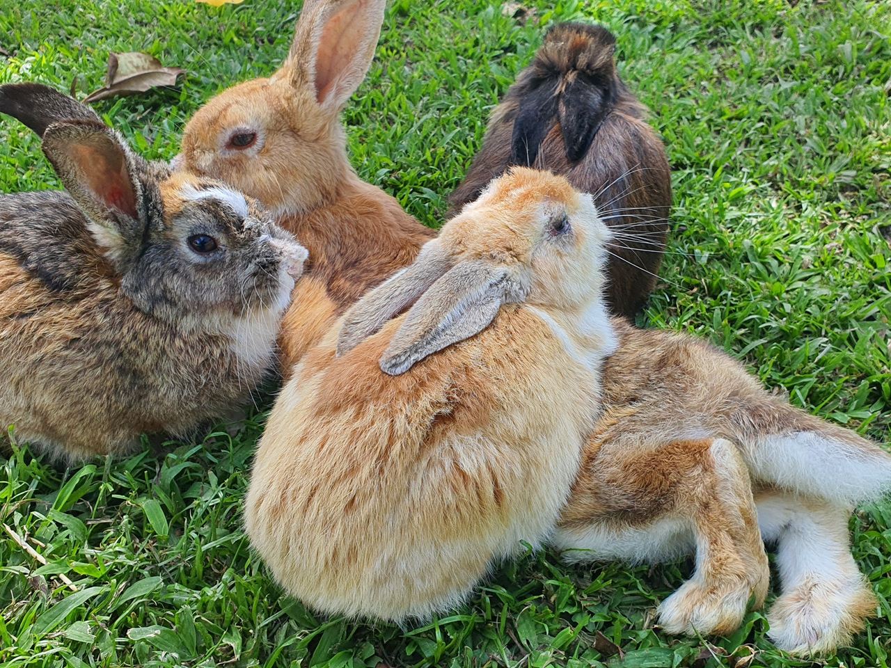 Sabah Mount Kinabalu Farm Shared Day Tour (Cow Farm, Rabbit Farm & Fish Spa)