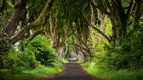 ทัวร์วันเดียว/ทัวร์หลายวัน ไจแอนต์สคอสเวย์ + พุ่มไม้มืด จากสหราชอาณาจักร