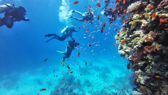 ทัวร์วันเดียว/ทัวร์หลายวัน ดำน้ำ หนึ่งวันในเมืองฮูร์กาดา + ทะเลแดง