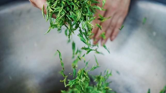 杭州西湖風景區|龍井村茶園徒步+採茶炒茶體驗+品獅峰龍井茶