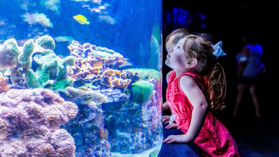 Myrtle Beach: Ripley's Aquarium + 2 Attractions