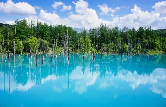 北海道富良野1日遊：青池+四季彩之丘+富田農場|札幌出發