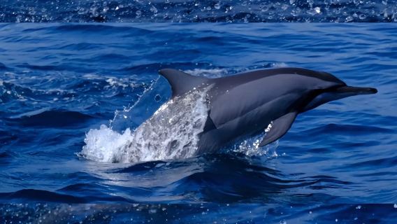 однодневный тур в Дубай|Оман: наблюдение за дельфинами|снорклинг|Трансфер от/до отеля|англоговорящий водитель