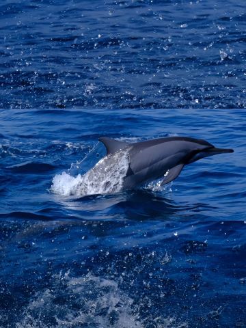 두바이 당일 치기 여행|오만 돌고래 체험|스노클링|호텔 픽업 서비스|영어 가능 운전기사