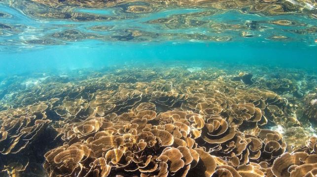 甲米出發：皮皮島+竹子島+瑪雅灣 | 2次浮潛+跳島遊