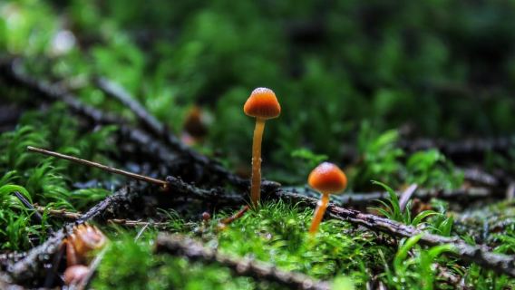 Serbia: Drina River House & Tara National Park Full Day Tour