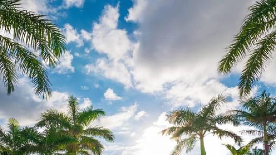 Negril: Tagesausflug zum Seven Mile Beach und Rick's Cafe