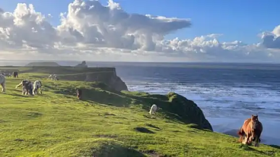 Cardiff: Gower Peninsula's Cliffs Scenic Day Tour