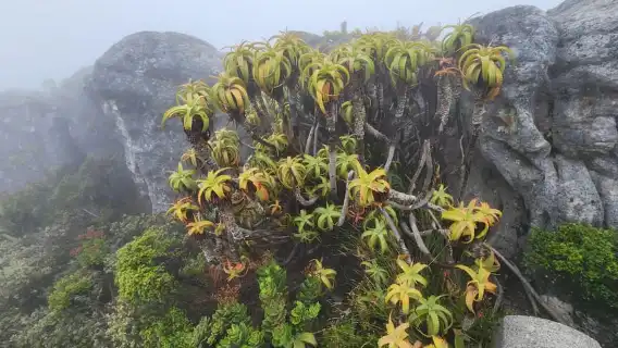 เคปทาวน์: โบคาป, เทเบิลเมาน์เทน และกรูทคอนสแตนเทีย …