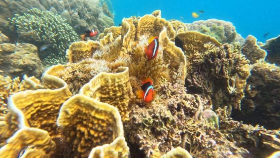 Lombok: Gili Nanggu Sudak und Kedis Schnorcheltour