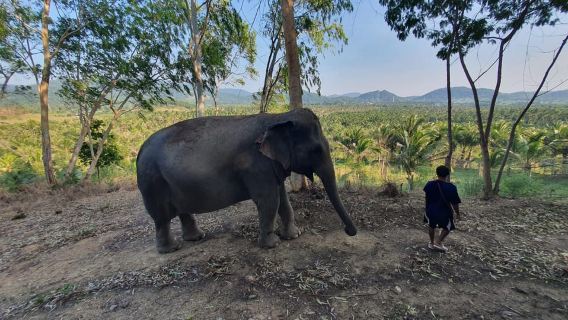 Desde Bangkok: Excursión de un día al Santuario de Elefantes Living Green