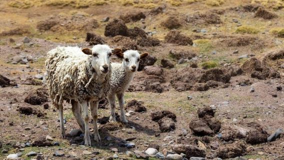 From Arequipa: Colca Canyon Full-Day Tour