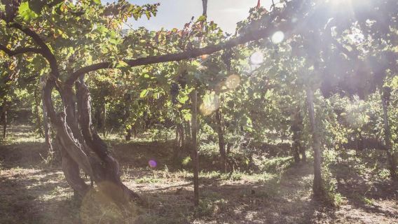 Costiera Amalfitana: Tour dei vigneti con degustazione di vini e pranzo