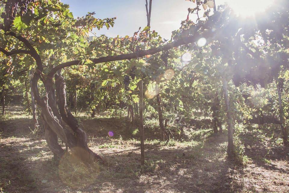 Pantai Amalfi: Lawatan Ladang Anggur dengan Rasa Wain dan Makan Tengahari