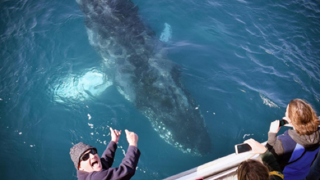 ทัวร์ล่องเรือชมวาฬที่วิลสันส์ โพรมองทอรี - Wilsons Promontory Whale Watching Sightseeing Cruise