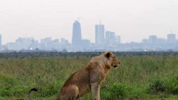 Nairobi: National park Elephant Orphanage and Giraffe Center