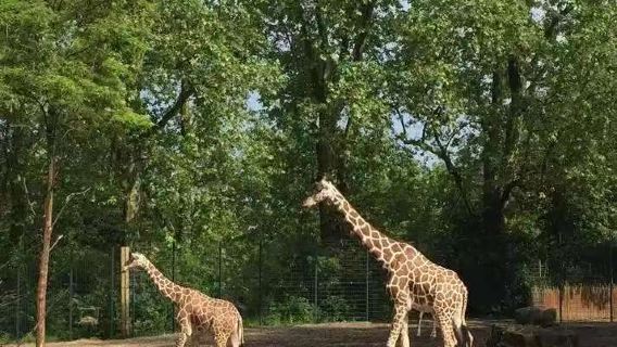Excursion d'une journée à Porsche, Musée Mercedes-Benz de Stuttgart et Jardin zoologique et botanique Wilhelma