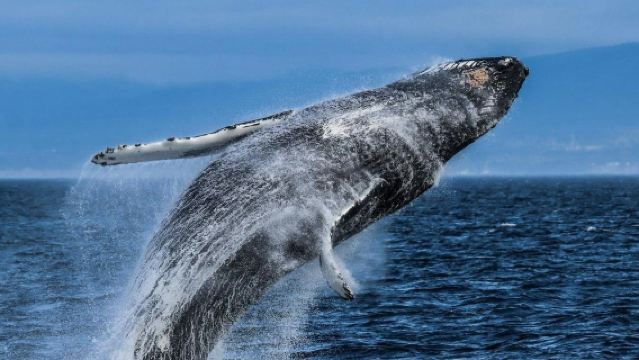 Victoria: tour guiado de medio día de avistamiento de ballenas