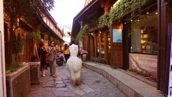 麗江️遊玩|白沙古鎮&獅子山&木府&麗江古城
