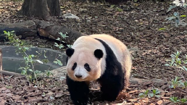 Panda Base + Leshan Giant Buddha One-Day Tour​ 2-8People Intimate Group | All-Inclusive Price | Door-to-Door Transfer