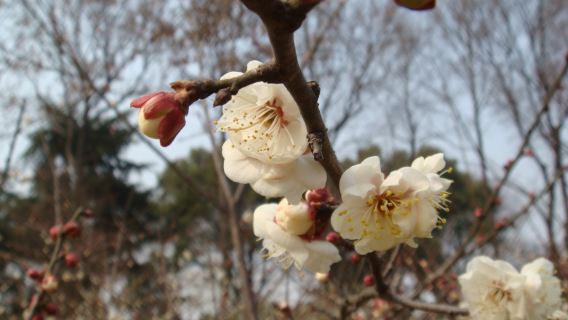 Explore Wuhan East Lake Moshan Plum Garden with a photographer for travel-shoot
