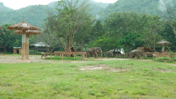 Chiang Mai Elephant Nature Park Day Tour (English Service + Lunch + Transfer + Elephant Interaction)