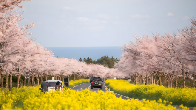 【濟州島櫻花之旅】三姓穴+典農路櫻花大道+鹿山路油菜花路