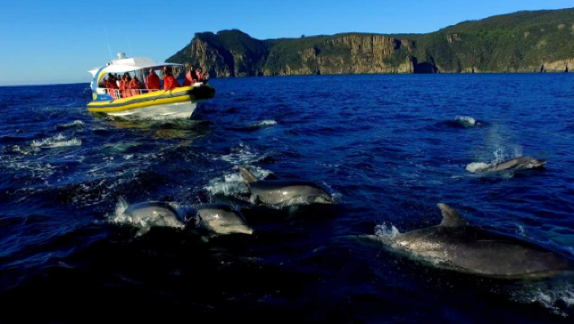 澳洲亞瑟港塔斯曼島3小時遊船（觀賞該地區一些珍稀動物：海豹、鯨魚、信天翁和海鷹）