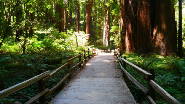 ทัวร์ 1 วัน สะพานโกลเดนเกต + ป่าอนุสรณ์แห่งชาติมิวร์ + จุดชมวิวหาดมิวร์ (ตั๋วเข้าไม่รวม)