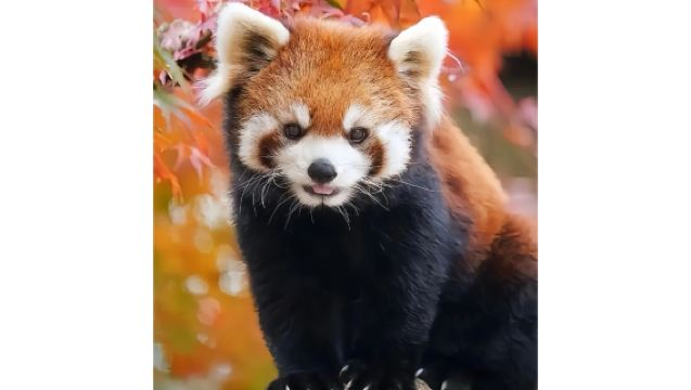 Tour giornaliero a Dujiangyan con il Santuario dei Panda Cinesi + Parco forestale dei piccoli panda: doppia esperienza con i tesori nazionali