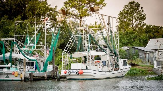 Swamp and Bayou Alligator Tour by Gray Line New Orleans