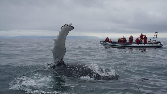 Whale Watching in Reykjavik by Speedboat