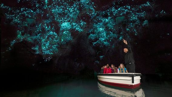 AucklandTours