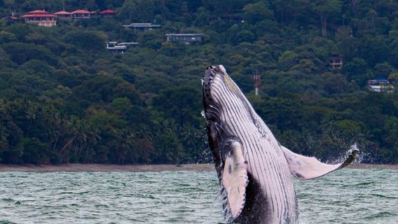 Puerto JimenezTours