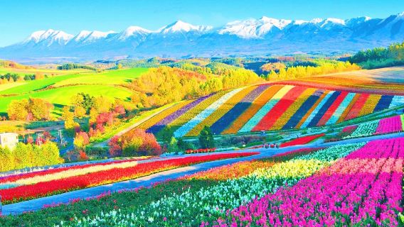 Hokkaido Private Vehicle Charter with English-Speaking Driver | Customizable Itinerary | Contact Us for Other Destinations (e.g., Sapporo, Biei, Furano, Noboribetsu, Lake Toya) Day Tour Trip