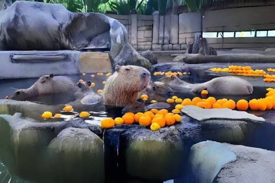 日本神户動物王國+神户麪包超人小童博物館＆購物商場+神户三田奧特萊斯一日遊