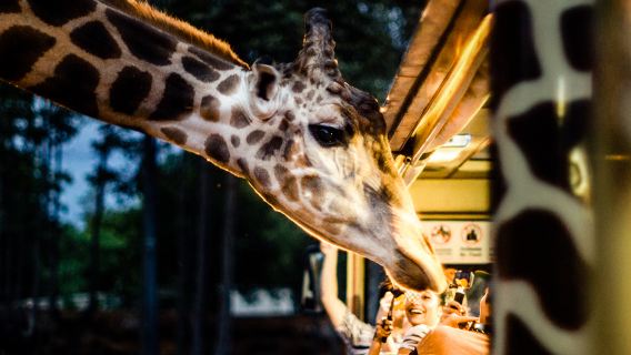 清邁秘密大象營+網紅黏黏瀑布+夜間動物園一日遊 
