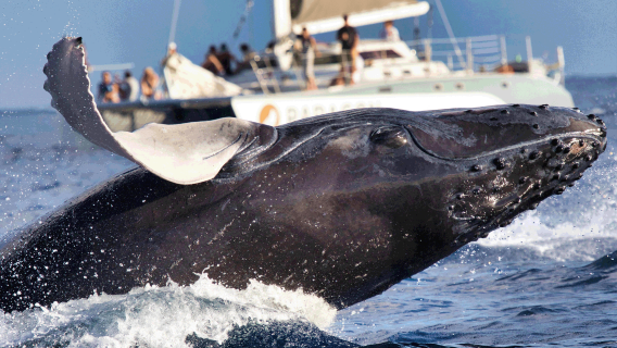 沖縄ホエールウォッチング半日ツアー【3時間クルーズ+那覇/北谷の2箇所出発+那覇定点送迎可能】