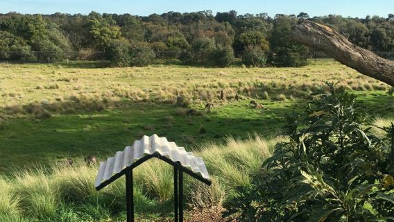 澳洲墨爾本華勒比野生動物園+洛恩海灘一日遊