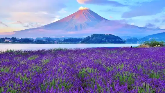 【富士山六大景點賞楓一日遊】河口湖·山中湖·羅森·日川時計店