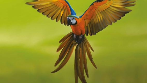 Theme Park Oltremare: Entry Ticket