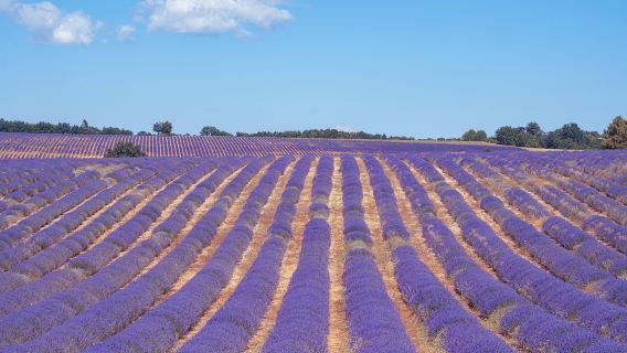 法國馬賽普羅旺斯薰衣草賞花一日遊【夏季的避暑勝地】普通話司導
