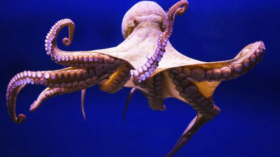 Gran Canaria: Guided Day Tour from Tenerife + Aquarium & Distillery Entry