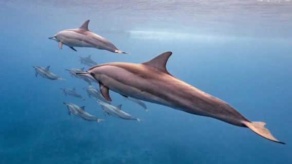 Tur Sehari Mengejar Lumba-lumba, Menonton Paus, dan Safari (12 Jam + Transfer)