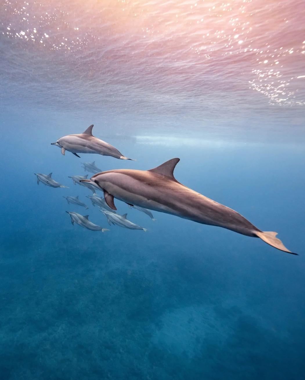 Speedboat Dolphin Watching + Whale Watching + Safari World 1-Day Tour [12-Hour Itinerary + Transfer Service]