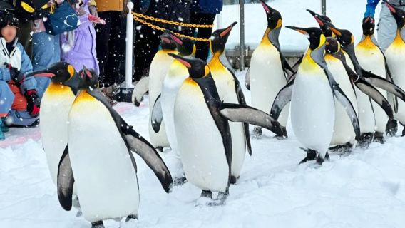Hokkaido Asahiyama Zoo + Ningle Terrace + Shirahige Waterfall 1-day tour|Group option for 9–13 people